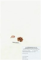 藏品(浪花藻)的圖片